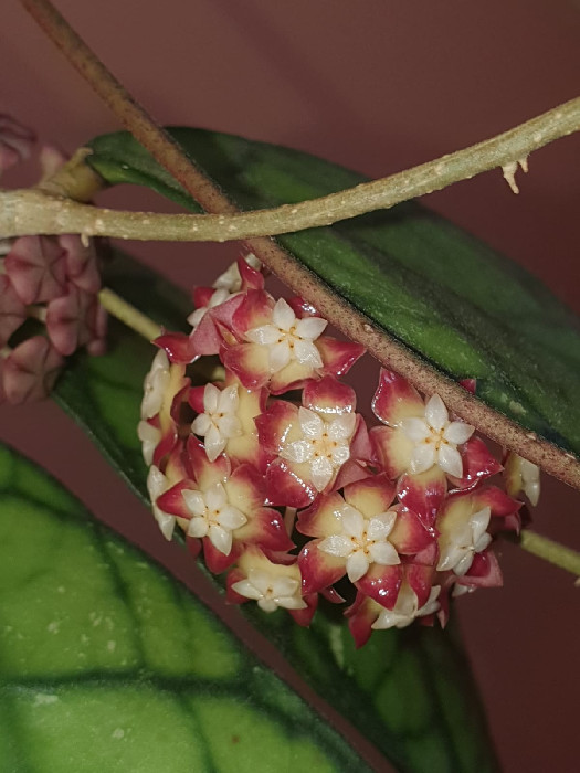 Hoya Callistophylla big leaves